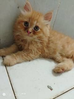 Persian kittens in reasonable price 0