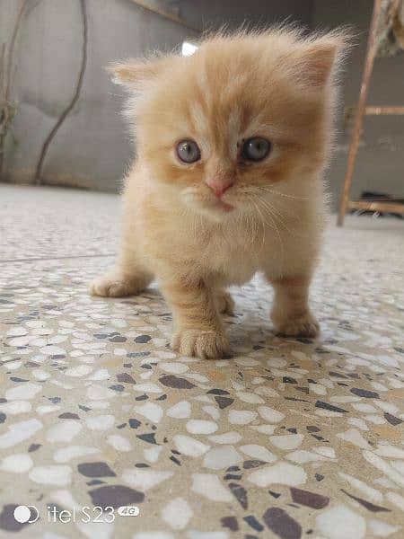 Persian kittens in reasonable price 1