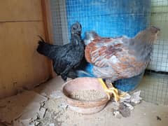 blue laced wyndott and ayam cemani