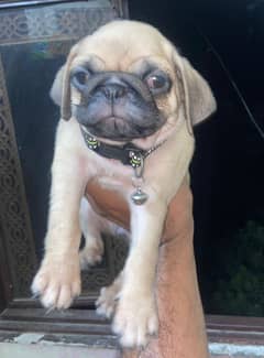 Pug puppies are looking for a new home.