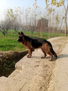German shepherd Available age 26 months breeder pedigree documents avl
