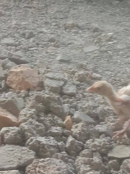 heera chicks  for sale 2500.2000 whtspp03130516587 2