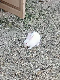 female rabbits and baby bunnies 0