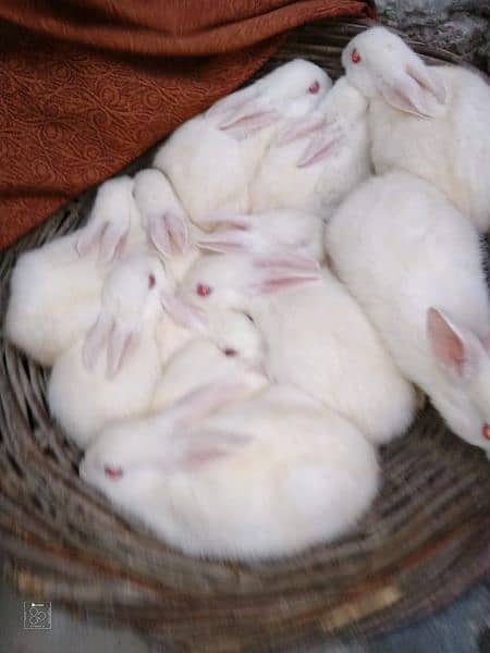 female rabbits and baby bunnies 2