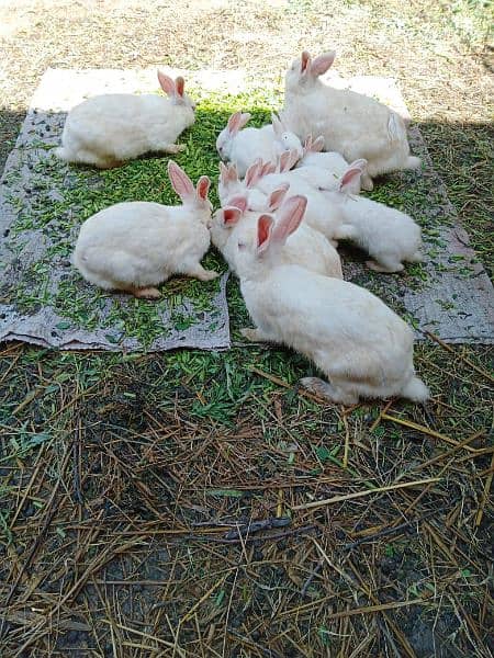 female rabbits and baby bunnies 4
