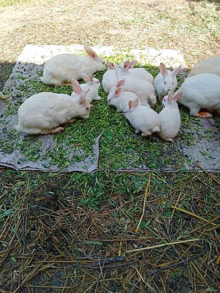 female rabbits and baby bunnies 5