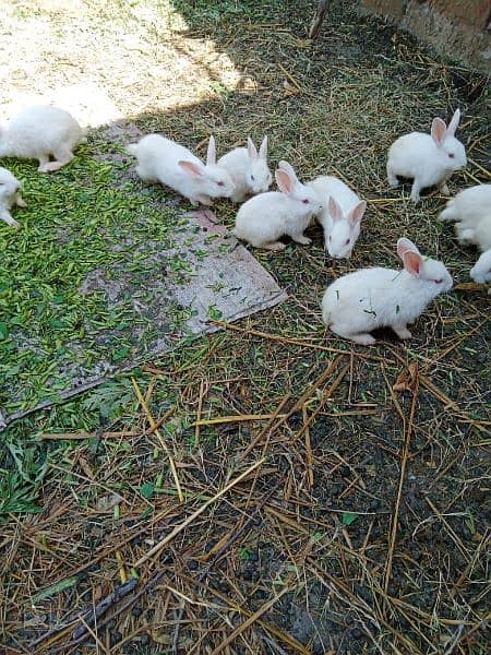 female rabbits and baby bunnies 6