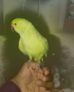 Green Parrot