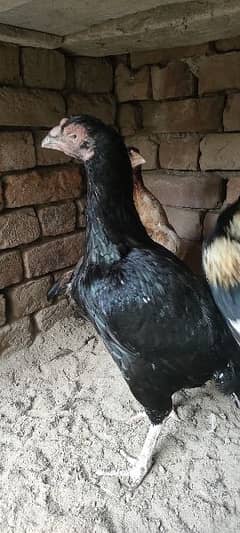 is pair K chicks for sale hn 03035708145