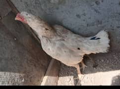 aseel heera chicks for sale. . . our heera cross murgi for sale add read