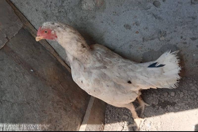 aseel heera chicks for sale. . . our heera cross murgi for sale add read 1