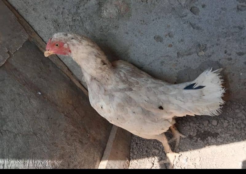 aseel heera chicks for sale. . . our heera cross murgi for sale add read 2