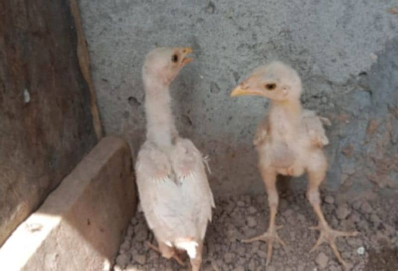 aseel heera chicks for sale. . . our heera cross murgi for sale add read 3