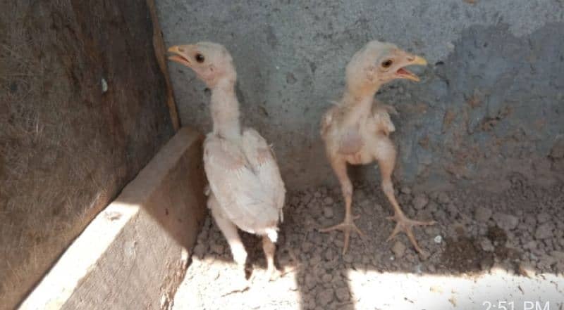 aseel heera chicks for sale. . . our heera cross murgi for sale add read 4