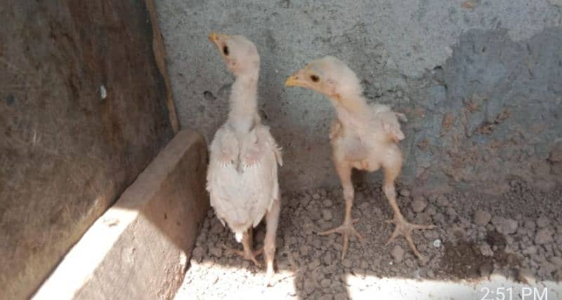 aseel heera chicks for sale. . . our heera cross murgi for sale add read 5