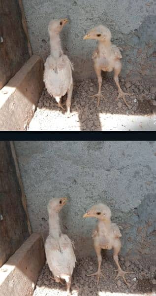 aseel heera chicks for sale. . . our heera cross murgi for sale add read 6