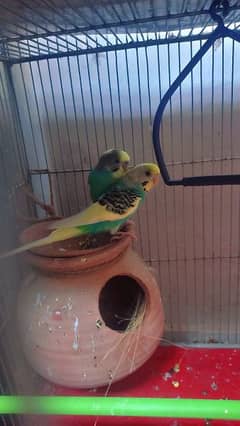 Australian Parrot 2 pair with cage 0