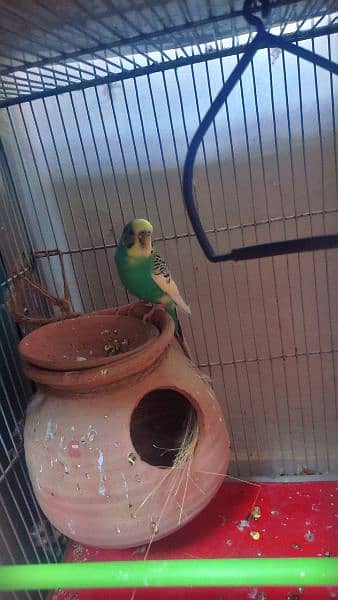 Australian Parrot 2 pair with cage 1