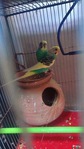 Australian Parrot 2 pair with cage 2