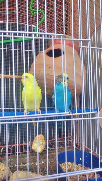 Australian Parrot 2 pair with cage 3