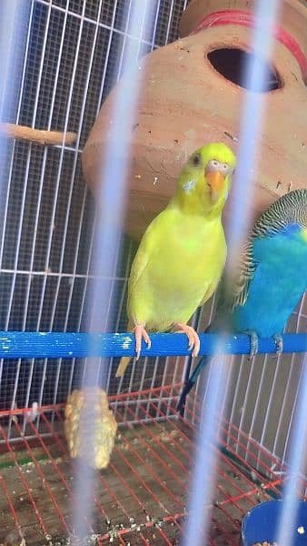 Australian Parrot 2 pair with cage 4