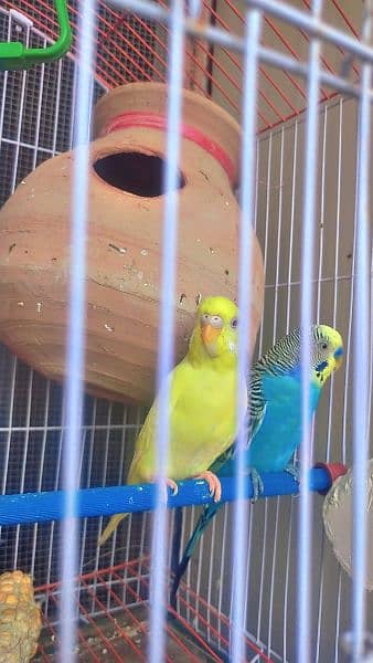 Australian Parrot 2 pair with cage 5
