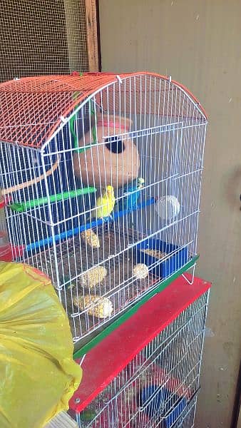 Australian Parrot 2 pair with cage 6