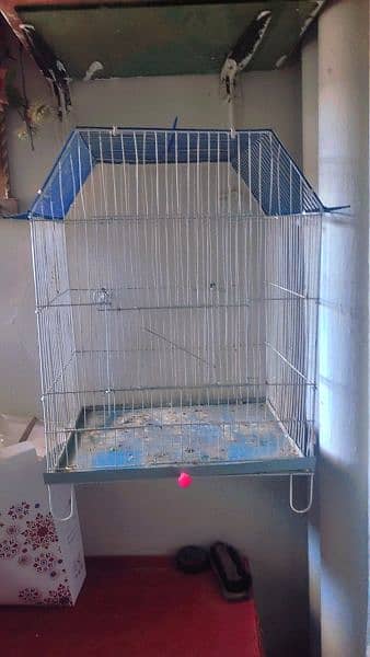 Australian Parrot 2 pair with cage 8