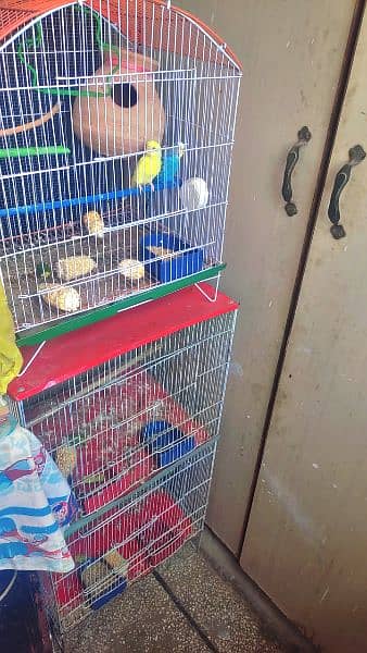 Australian Parrot 2 pair with cage 10