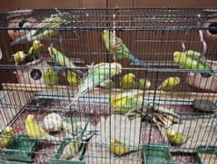 Australian Parrots on Very Reasonable Prices