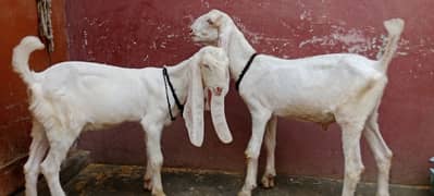 goat kids