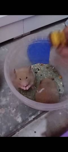 tamed hamsters breeder pair with 3 chicks 1 month old available