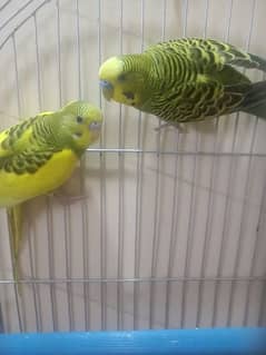 Budgie with cage ( Australian parrot/ love birds)