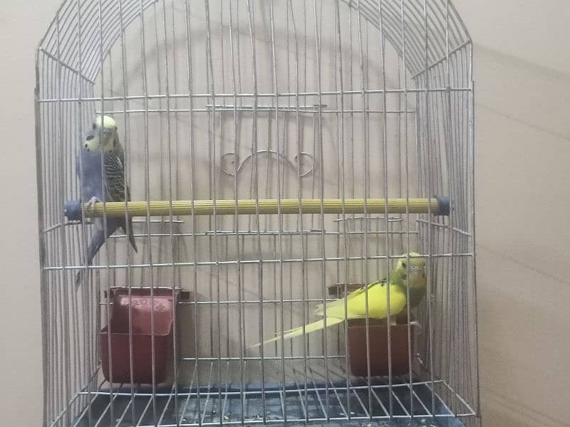 Budgie with cage ( Australian parrot/ love birds) 1