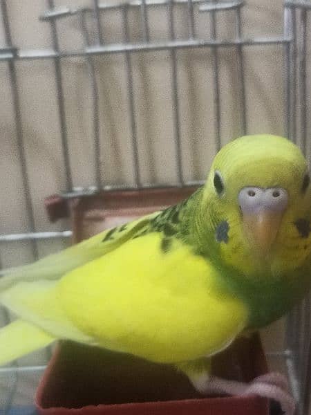 Budgie with cage ( Australian parrot/ love birds) 2