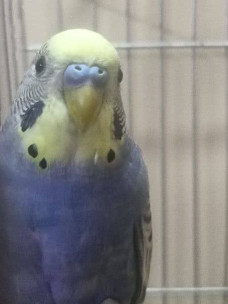 Budgie with cage ( Australian parrot/ love birds) 4