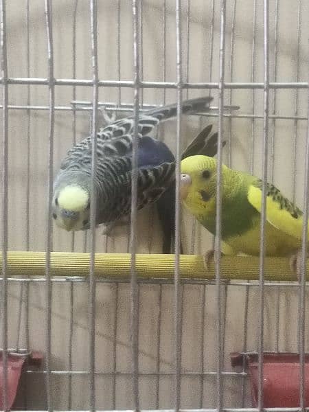 Budgie with cage ( Australian parrot/ love birds) 6