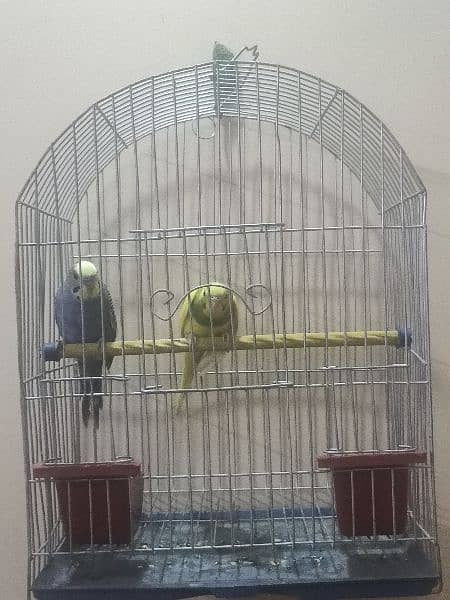 Budgie with cage ( Australian parrot/ love birds) 7