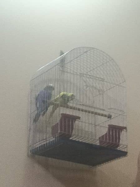 Budgie with cage ( Australian parrot/ love birds) 8
