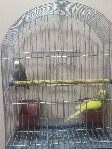 Budgie with cage ( Australian parrot/ love birds) 9