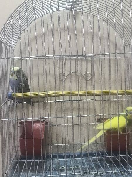 Budgie with cage ( Australian parrot/ love birds) 10