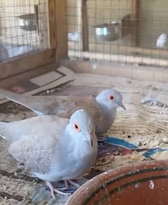 Red Dove Breeder pair