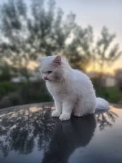 Persian cat for sale