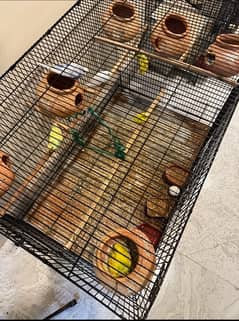 3 pair budgie parotts for 8000rs whith cage 0