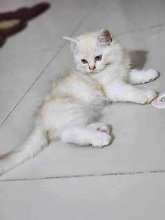 healthy and Active Beautiful kittens Available on reasonable price