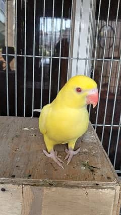 Yellow Ringneck confirm Male