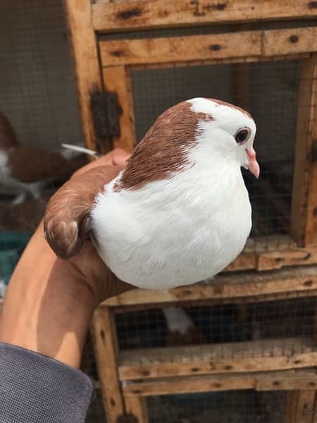 Brown sherazi male 1