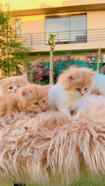 persian cat \ persian kitten/ Extreme punch face triple coat/ 1