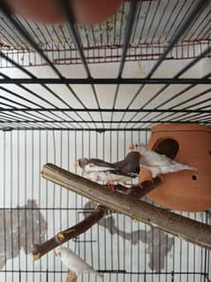 White and zebra finches with cage for sale