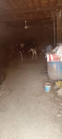 35 Marla Animal Farm / Shed for Rent